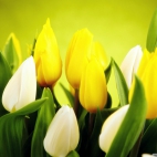 spring_flowers_12-wallpaper-1920x1200