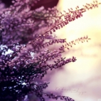 the_colors_of_summer-wallpaper-1920x1200