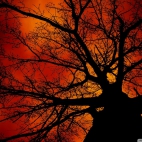 under_the_tree_2-wallpaper-1920x1200