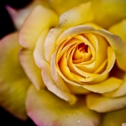 yellow_rose_macro-wallpaper-1920x1200