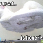 Hovercat