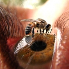 Pszczoła na oku