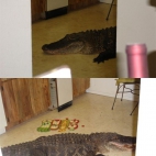 Aligator w domu