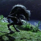 potter 11