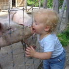 Buziak ze świnką