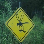 uwaga komary