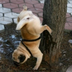 pies akrobata sika na drzewo