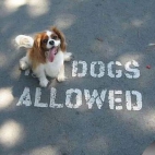(zakaz) wprowadzania psów