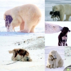 Niedzwiedź polarny i pies