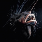 Anglerfish - ryba wędkarz