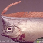 Oarfish - ryba wiosło