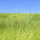 Zielona łąka