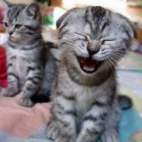 Smiejący się kotek