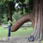 drzewo z penisem