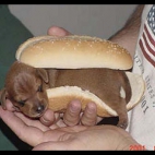 hot dog xxx