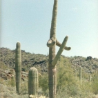 Dziwny kaktus..