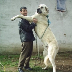 Turecki pies obronny