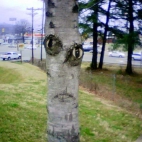 przerażające drzewo!