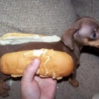 Hot Dog [Hit]