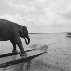 transport słonia