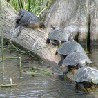 żółwie i krokodyl
