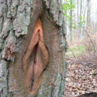 "dziurka" w drzewie