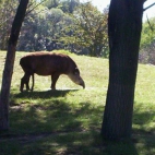 Tapirnormal