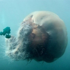 meduza (jacoob)