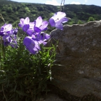 purple_flowers