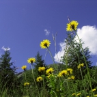 flowers_on_the_sky