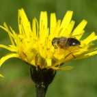 pszczola na kwiecie