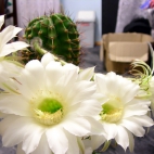 kwitnacy kaktus