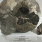 amonit z okolic Łukowa z jaty