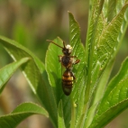wiosenne makro owad na łonie natury karczew