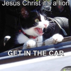 Jezu Chryste to lew! Wszyscy do samochodu!