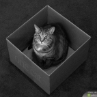 Cat in da box