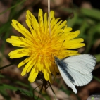 motyl kwiat łąka karczew młody