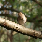 ptak rezerwat nad wisłą karczew