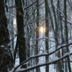 Zimowe drzewko