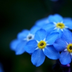 niebieskie kwiatuszki