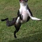 Ten pies aż skacze z radości:D