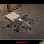 prawdziwy teamwork