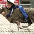 kowboj od małego, to zaczyna od owcy;)