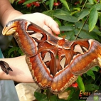 Duży motyl