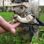 wiewiorka w wojsku