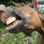 niesamowity uśmiech konia