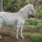 Zebra albinos