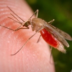 komar :przyjaciel" człowieka ;)