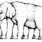 Ile słoń ma nóg?