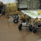 Wózki inwalickie dla psów
